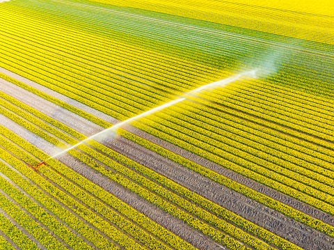 Tulips in yellow growing in an agricultural field in rows with an agricultural irrigation sprinkler gun spraying water over the flowers in Flevoland, The Netherlands, during springtime seen from above during a beautiful spring afternoon. Flowers are one of the main export products in the Netherlands and especially tulips and tulip bulbs.