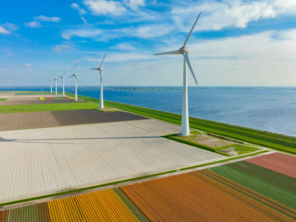istock Tulips growing in fields with wind turbines in the background seen from above 1395101869