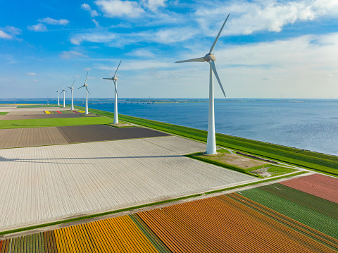 Tulips growing in agricultural fields with rows of wind turbines on the IJsselmeer shore in the background in the Noordoostpolder in Flevoland, The Netherlands, during springtime seen from above. The Noordoostpolder is a polder in the former Zuiderzee designed initially to create more land for farming.