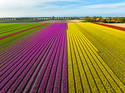 Yellow and purple tulips growing in agricultural fields in the Noordoostpolder in Flevoland, The Netherlands, during springtime seen from above. The Noordoostpolder is a polder in the former Zuiderzee designed initially to create more land for farming.