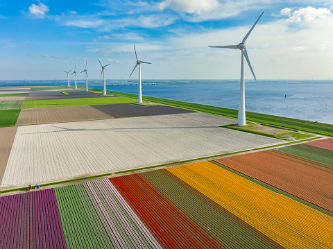 Tulips growing in fields with wind turbines in the background seen from above