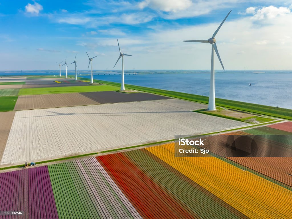 Tulips growing in fields with wind turbines in the background seen from above Tulips growing in agricultural fields with rows of wind turbines on the IJsselmeer shore in the background in the Noordoostpolder in Flevoland, The Netherlands, during springtime seen from above. The Noordoostpolder is a polder in the former Zuiderzee designed initially to create more land for farming. Wind Power Stock Photo