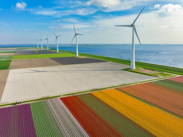 Tulips growing in fields with wind turbines in the background seen from above stock photo