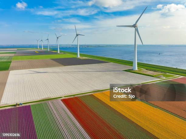 Tulips Growing In Fields With Wind Turbines In The Background Seen From Above Stock Photo - Download Image Now