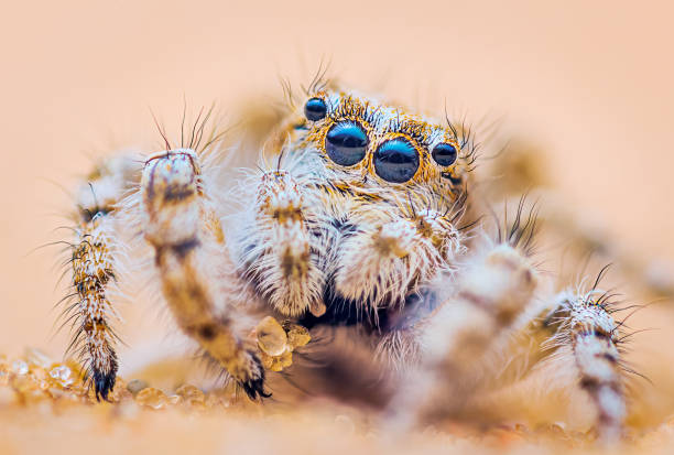 istock Spider portrait, jumping spider portrait - Yllenus arenarius 1395103269
