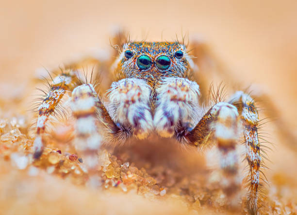 istock Spider portrait, jumping spider portrait - Yllenus arenarius 1395103298