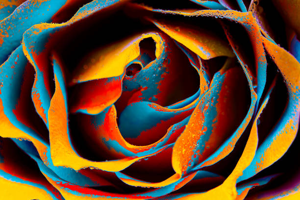 Colorful rose with dew drops for design purpose