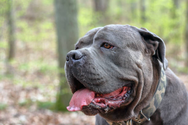 istock Portrait of a Cane Corso dog 1395106828