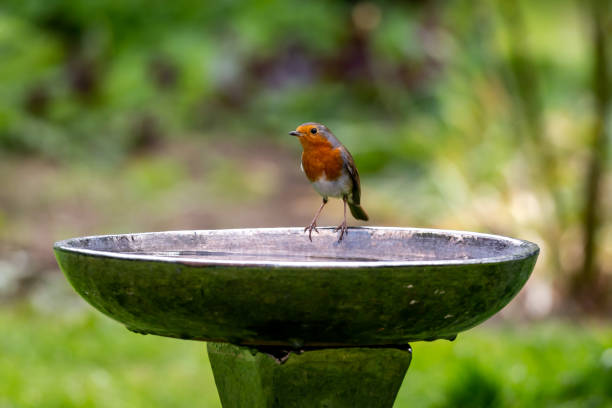 un primo piano di un pettirosso in piedi sul bordo di un bagno per uccelli - birdbath foto e immagini stock