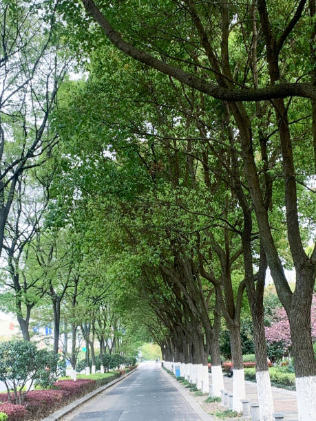 istock Roads and street trees 1395108694