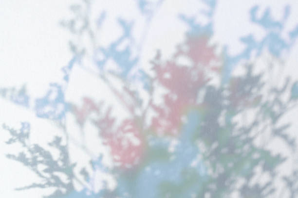 Dreamy plant silhouette and copy space.