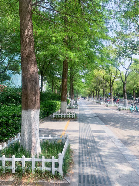 istock Roads and street trees 1395108759
