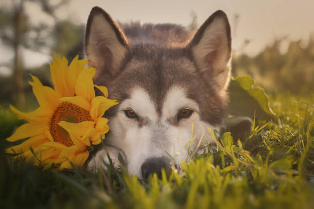 istock Alaskan Malamute dog with sunflower 1395108918