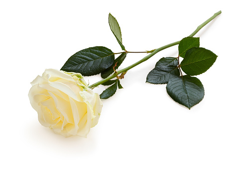 White Rose (Rosaceae) isolated on white background, including clipping path without shade. Germany