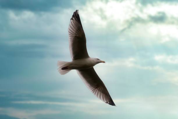 istock White seagull flying in the sky, single bird, backgrounds 1395109943