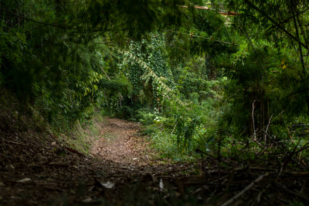 istock Inside the rainforest at Volcan Baru national park. 1395110677