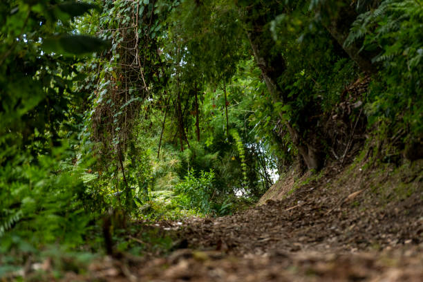 볼칸 바루 국립 공원의 열대 우림 내부. - baru 뉴스 사진 이미지