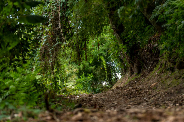 dentro da floresta tropical do parque nacional volcan baru. - baru - fotografias e filmes do acervo