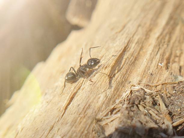 istock big black ant crawling on a tree, macroshoot insects 1395111121