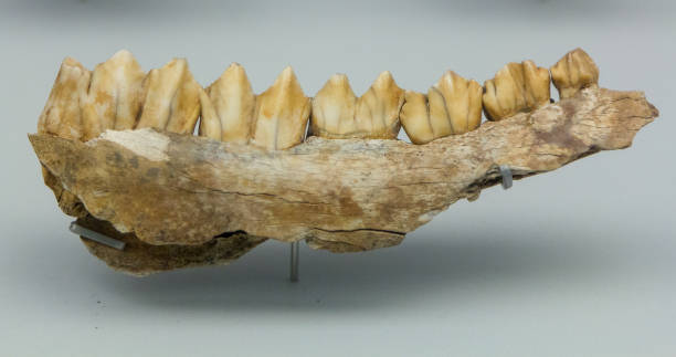 Detail fossilized jaw with teeth