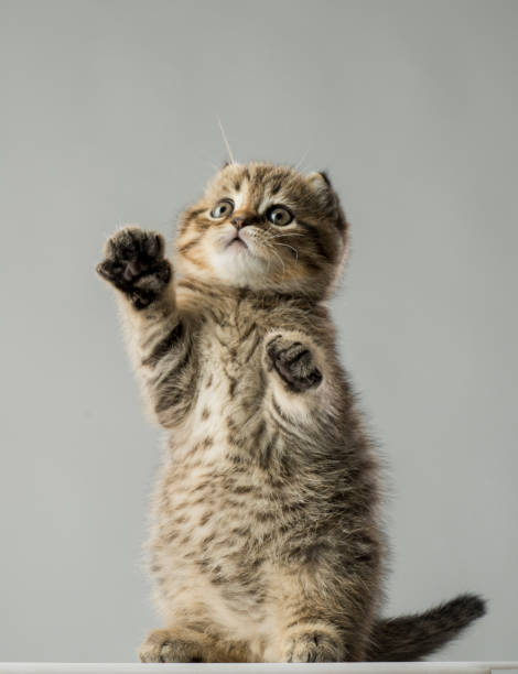 istock portrait of a kitten on a gray background 1395113776