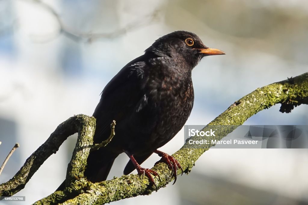 Blackbird sitting on a tree branch,close-up, beauty, nature, Common Blackbird, Eurasian Blackbird Blackbird common, eurasian, sitting, tree branch, close-up, beauty, nature, backgrounds Animal Stock Photo