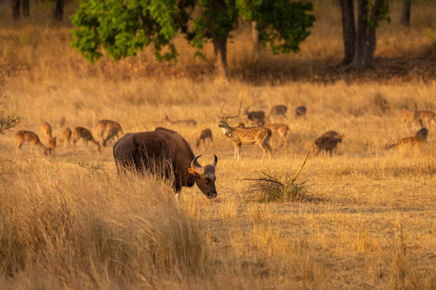 Gaur or Indian Bison or bos gaurus a danger animal or beast in landscape or field in summer morning safari at bandhavgarh national park forest madhya pradesh india asia Gaur or Indian Bison or bos gaurus a danger animal or beast in landscape or field in summer morning safari at bandhavgarh national park forest madhya pradesh india asia gaur stock pictures, royalty-free photos & images