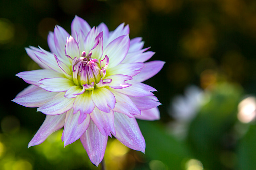 Dahlia Cafe au Lait flower plant growing in summer cottage garden.