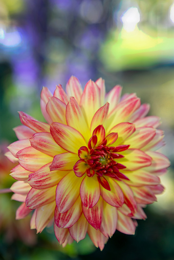 Delicate pink dahlia flower. Gardening, perennial flowers, landscaping.