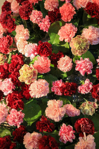 colorful background of many carnation (dianthus) flowers - flower head bouquet built structure carnation imagens e fotografias de stock