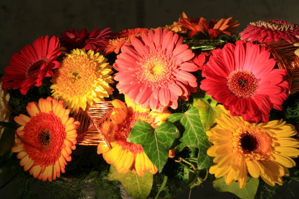 istock Colorful gerbera flower bloom background 1395115090
