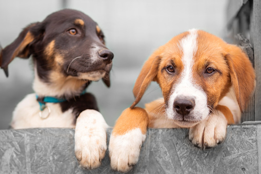 Portrait of two sad dog puppies in shelter behind fence waiting to be adopted