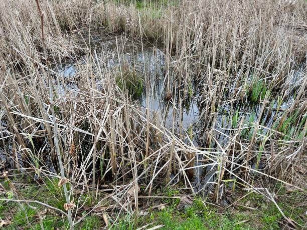 istock Swampy Wetlands 1395116043