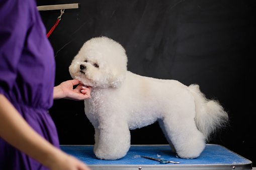 A woman examines the head of a bichon frise dog on a table in a grooming studio.