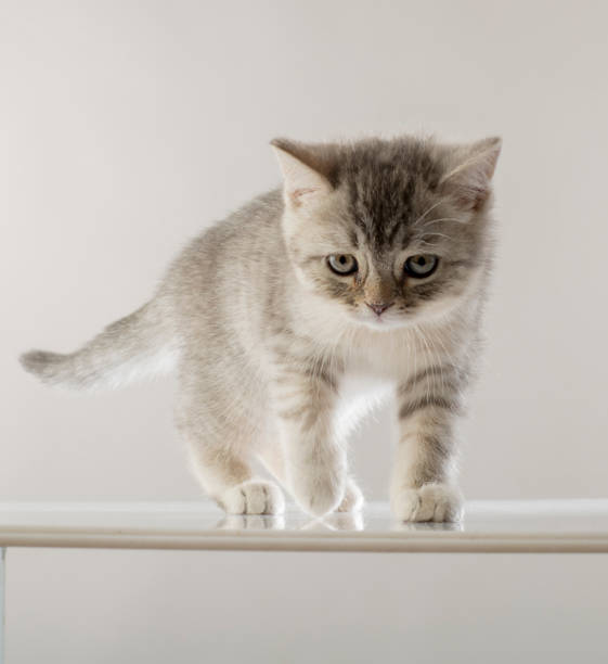 istock beautiful kittens portrait. British breed kittens in motion on a white background studio in full growth 1395117015