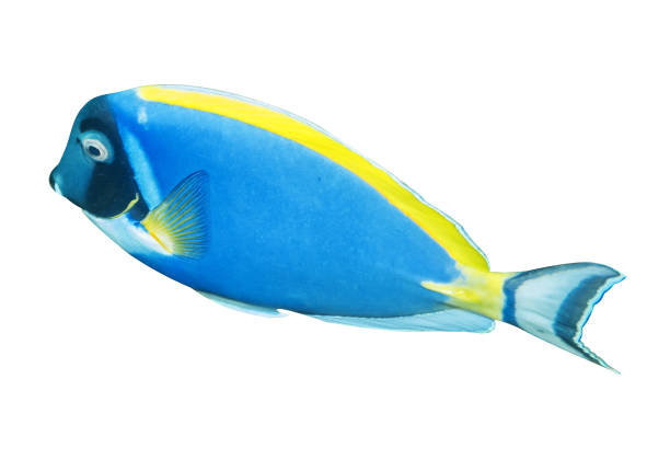 powder blue tang fish isolated on white - dory imagens e fotografias de stock