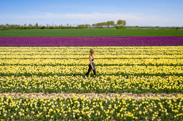 aerial view of a woman walking in the multicolored tulip fields in Netherlands