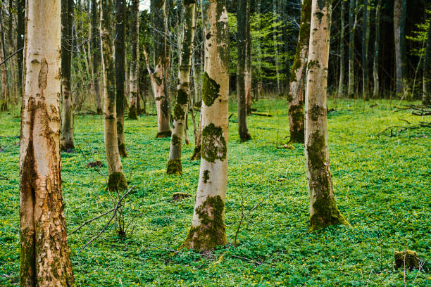 istock Forest floor with trees and yellow flowers 1395122140