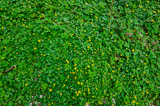Springtime in the forest with carpet of flowers in star shape. Like a green carpet on the ground