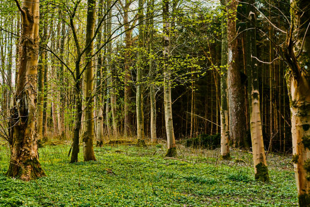 Springtime in the forest with carpet of flowers in star shape. Like a green carpet on the ground