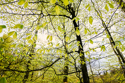 Beech woodland in backlit scenery. Early spring with first green leaves