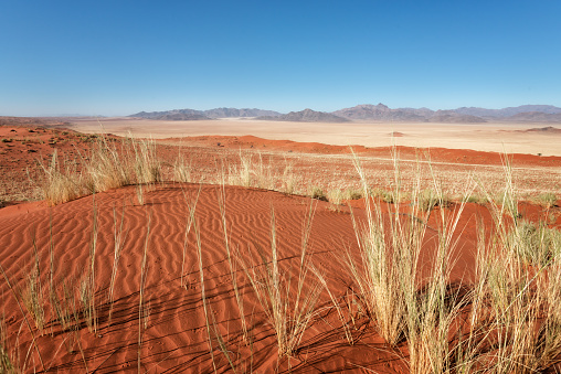 Breathtaking view over the dunes of the Namib Rand Nature Reserve. The landscape with the color contrasts is unique: red ferruginous sand, yellow grass plains and purple shining rocks. A natural wonder.