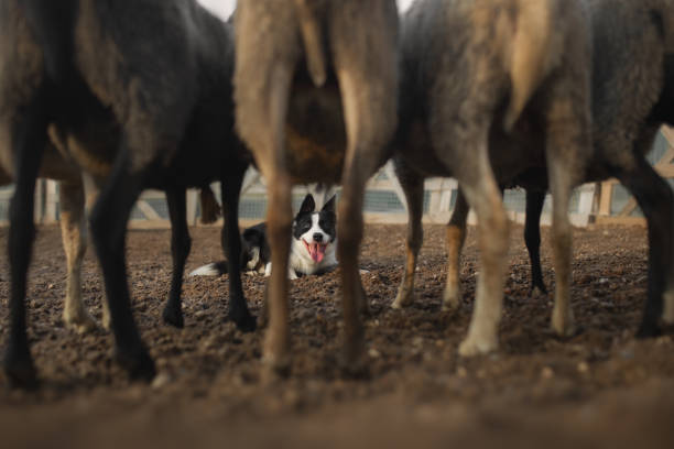 Border collie dog gathers the sheep together