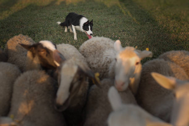 peaceful fmouth of baby goat pet in cage farm agriculture life
