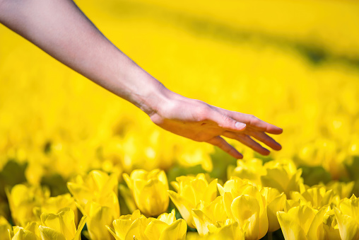 woman hand touching yellow tulips flowers in a field. Spring in Holland concept