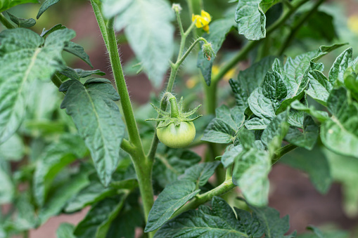 Organic tomato plants with unripe tomatoes growing in greenhouse plantation