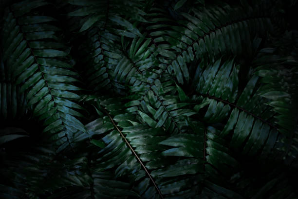 istock Tropical foliage green dark background 1395123947