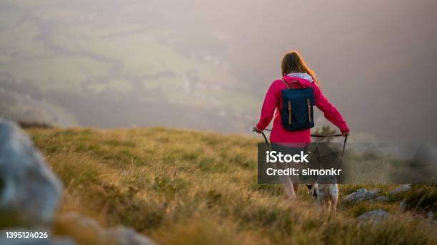 Woman And Dog Walking On Grassy Land Stock Photo - Download Image Now - Pet Leash, Dog Walking, Long Hair