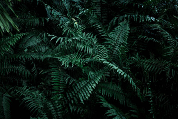 istock Tropical foliage green dark background 1395124659
