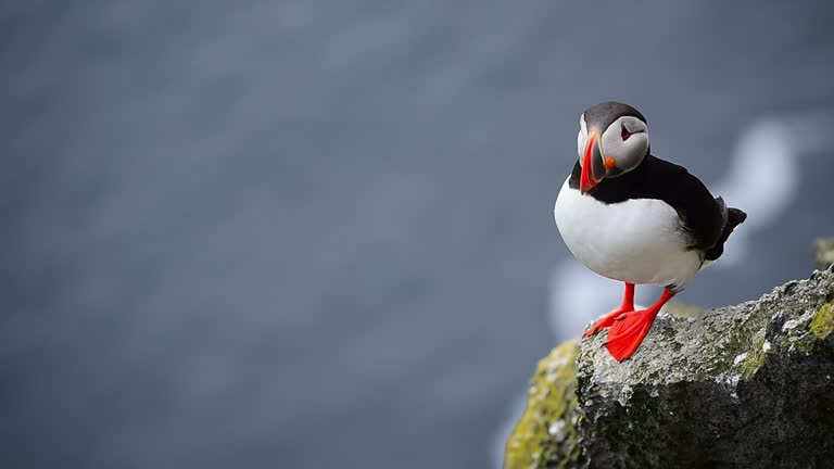 Close up of Beautiful vibrant of Atlantic Puffins on Latrabjarg cliffs